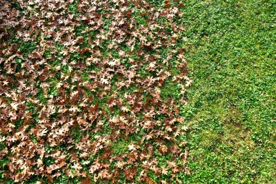 Yard Leaf Removal Process