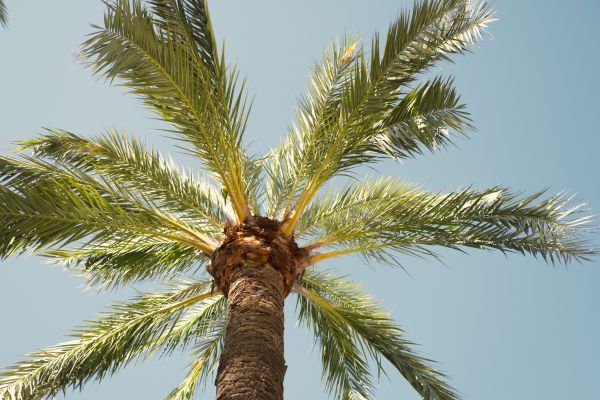 Palm Tree Pruning in Arvada