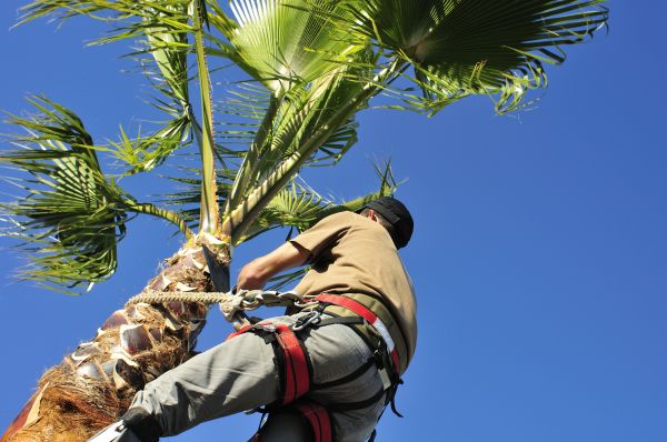Palm Tree Trimming in Arvada