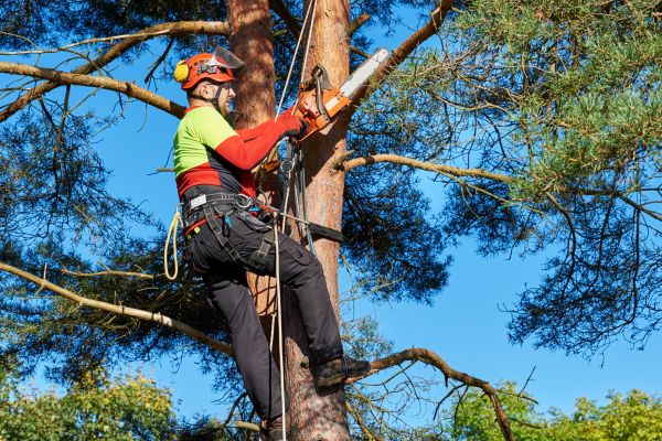 Tree Service in Arvada