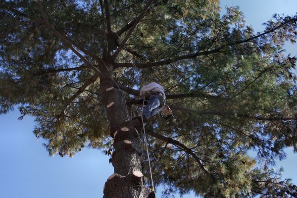 Trimming Service in Arvada