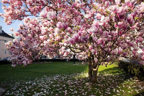 Ornamental Tree Pruning in Arvada