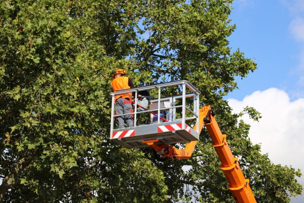Commercial Tree Service in Arvada