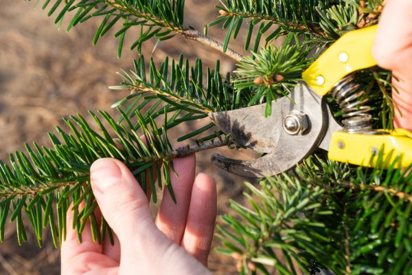 Pine Tree Pruning in Arvada