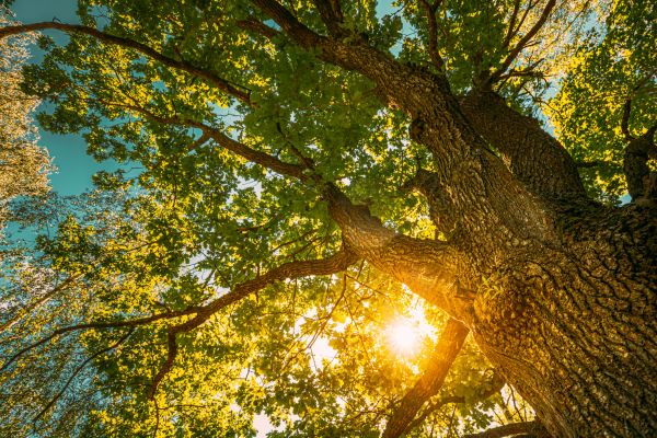 Oak Tree Pruning in Arvada