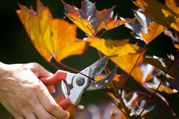 Maple Tree Pruning in Arvada