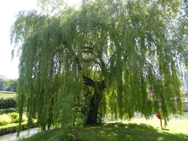 Willow Tree Trimming in Arvada