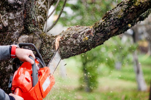 Tree Limbs Removal in Arvada