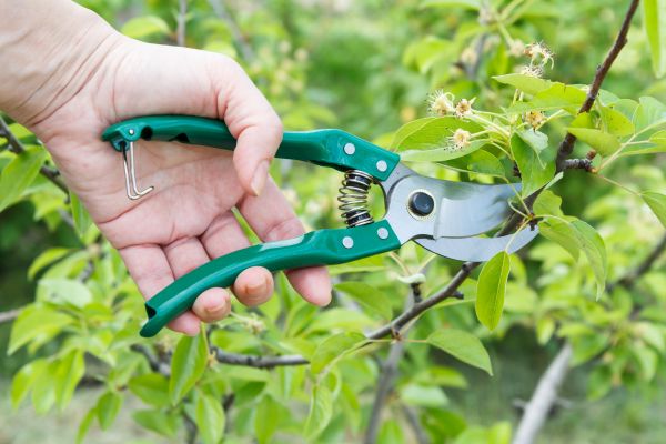 Pear Tree Pruning in Arvada
