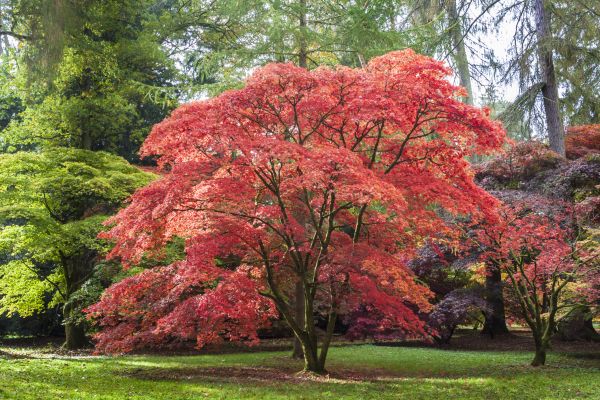Japanese Maple Pruning in Arvada