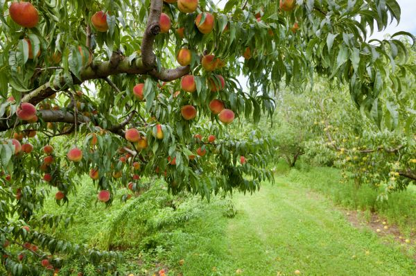 Peach Tree Pruning in Arvada