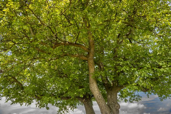 Walnut Tree Trimming in Arvada
