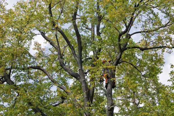 Tree Crown Shaping in Arvada