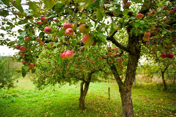 Apple Tree Pruning in Arvada