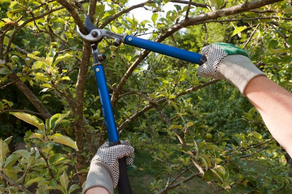 Residential Tree Pruning in Arvada