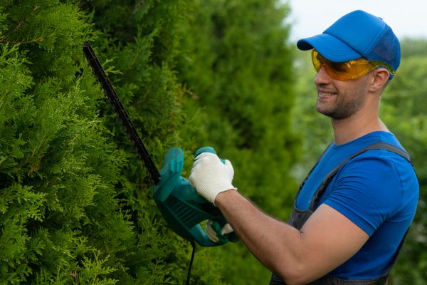 Tree Shaping Service in Arvada