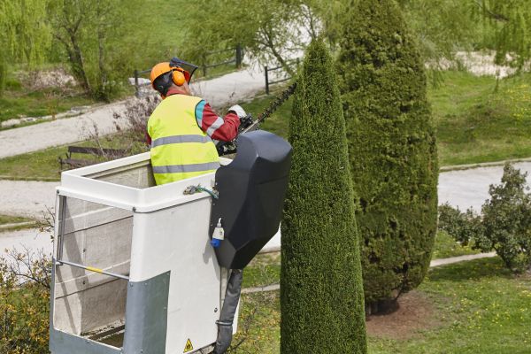 Cypress Tree Pruning in Arvada