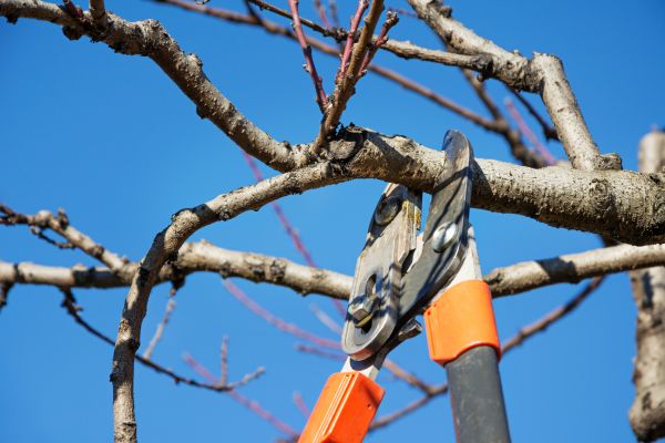 Peach Tree Trimming in Arvada