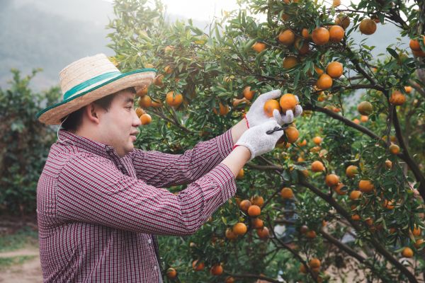 Orange Tree Pruning in Arvada