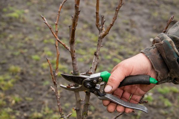 Pear Trees Pruning in Arvada