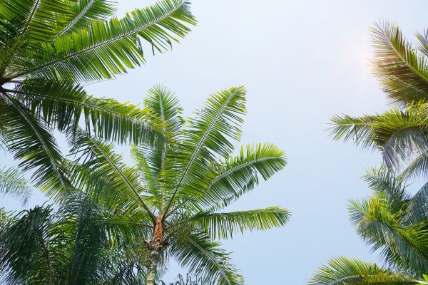 Queen Palm Tree Trimming in Arvada