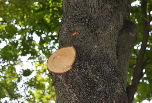 Limb Cutting in Arvada