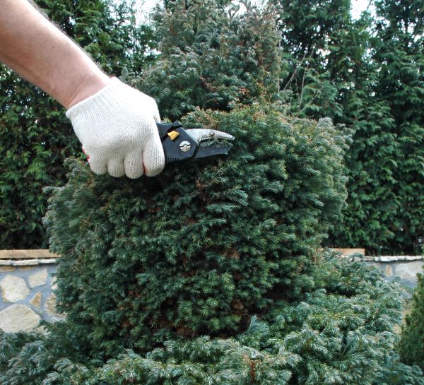 Ornamental Tree Trimming in Arvada