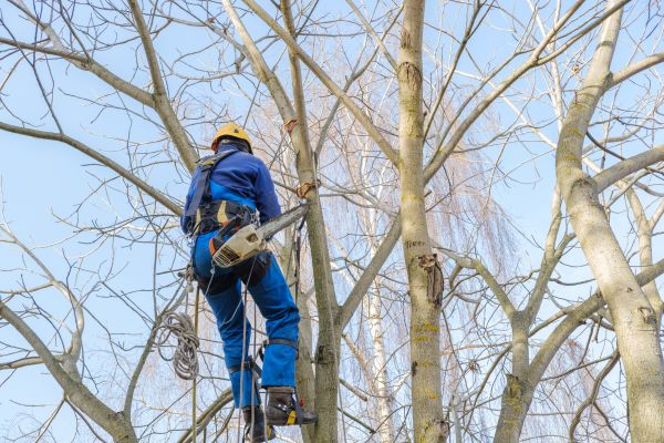 Large Tree Trimming in Arvada