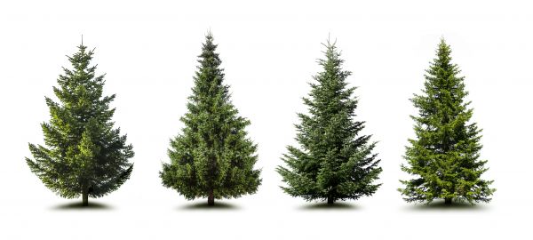 Pine Tree Trimming in Arvada