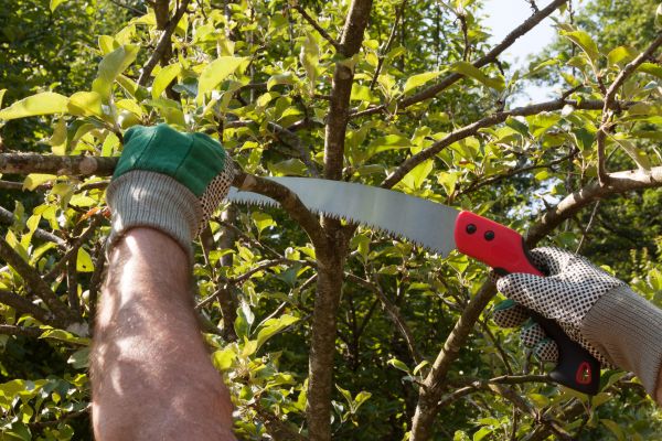 Apple Tree Trimming in Arvada